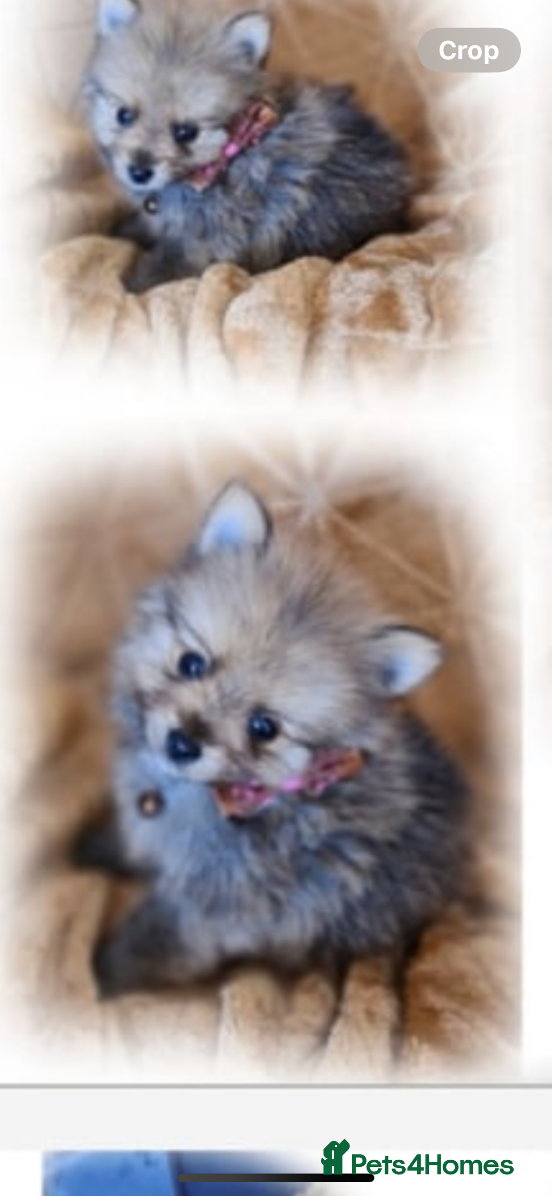 Pomeranian dogs for sale: Pomeranian. Full breed miniature puppies  - Image 1