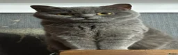 British Shorthair cats for sale: Beautiful British blue short hair kittens  - Advert 1