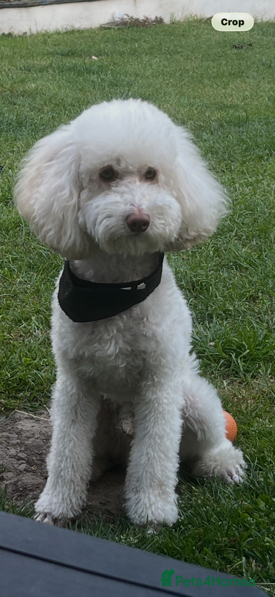 Miniature Poodle dogs Beautiful cream miniature poodle for stud - Advert 1
