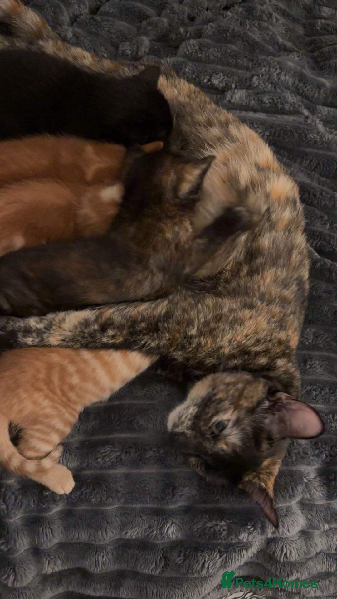 Mixed Breed cats for sale: 5 kittens  - Advert 5