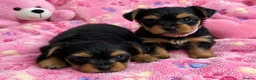 Yorkshire Terrier dogs for sale: Beautiful Yorkshire Terrier Girl Puppies - Advert 6