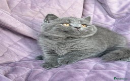 British Shorthair cats for sale: British shorthair kittens🐻🐻‍❄️🐻🐻‍❄️🐻🐻‍❄️ - Image 2