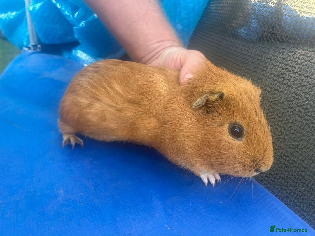 Guinea Pig rodents for sale: Guinea pigs  - Image 7