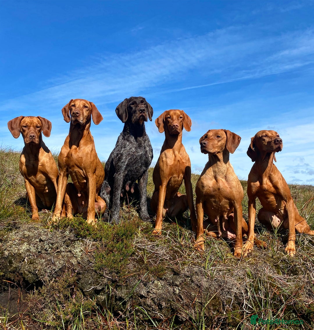 Hungarian Vizsla dogs for sale: Stunning litter of Hungarian Vizsla pups - Advert 1