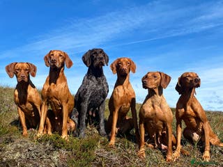 Hungarian Vizsla dogs Stunning litter of Hungarian Vizsla pups - Advert 18