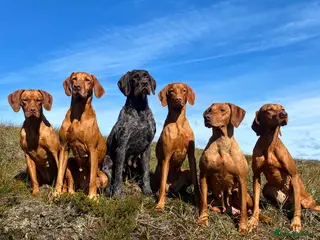Hungarian Vizsla dogs Stunning litter of Hungarian Vizsla pups - Advert 8