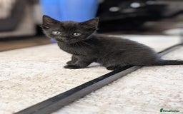 Domestic Shorthair cats for sale: 2 Adorable black kittens  - Image 3