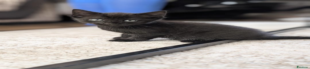 Domestic Shorthair Kitten 2