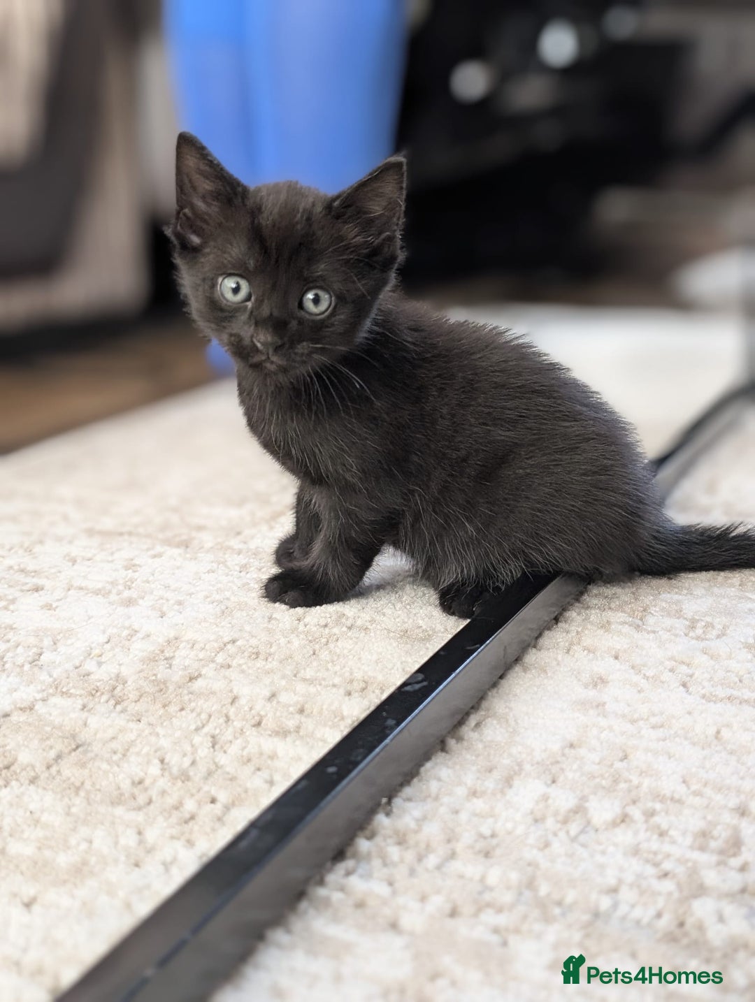 Domestic Shorthair cats for sale: 2 Adorable black kittens  - Image 3