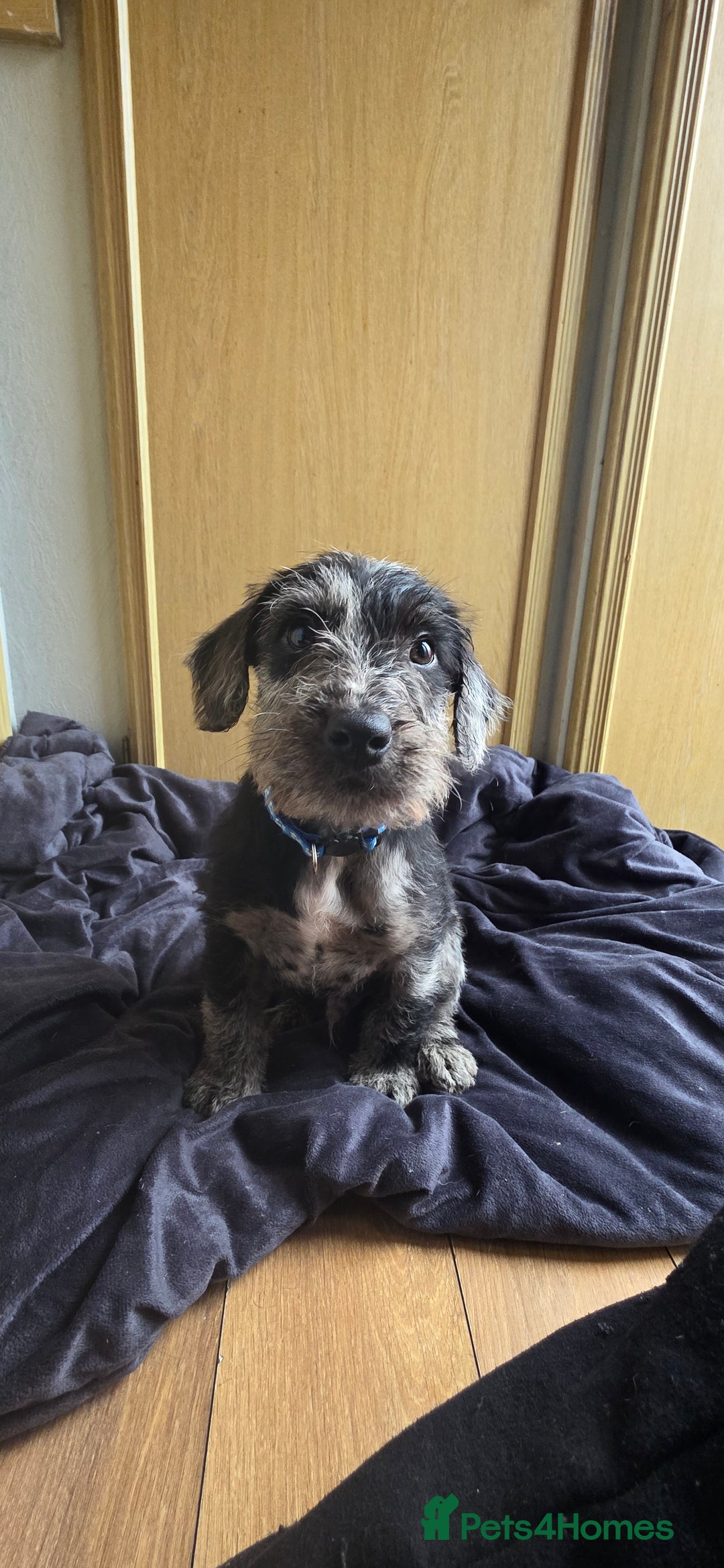 Irish Terrier dogs for sale: Five puppies for sale  - Advert 11