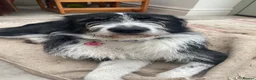 Mixed Breed dogs for adoption: Jessie desperately seeking her special person 💔 in Boston - Advert 2