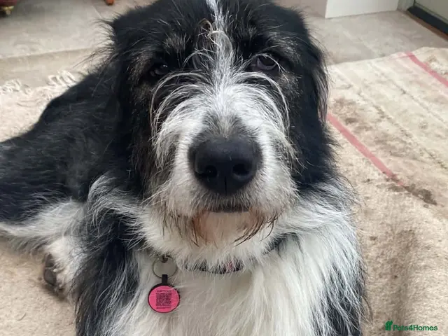 Mixed Breed dogs for adoption: Jessie desperately seeking her special person 💔 - Advert 2
