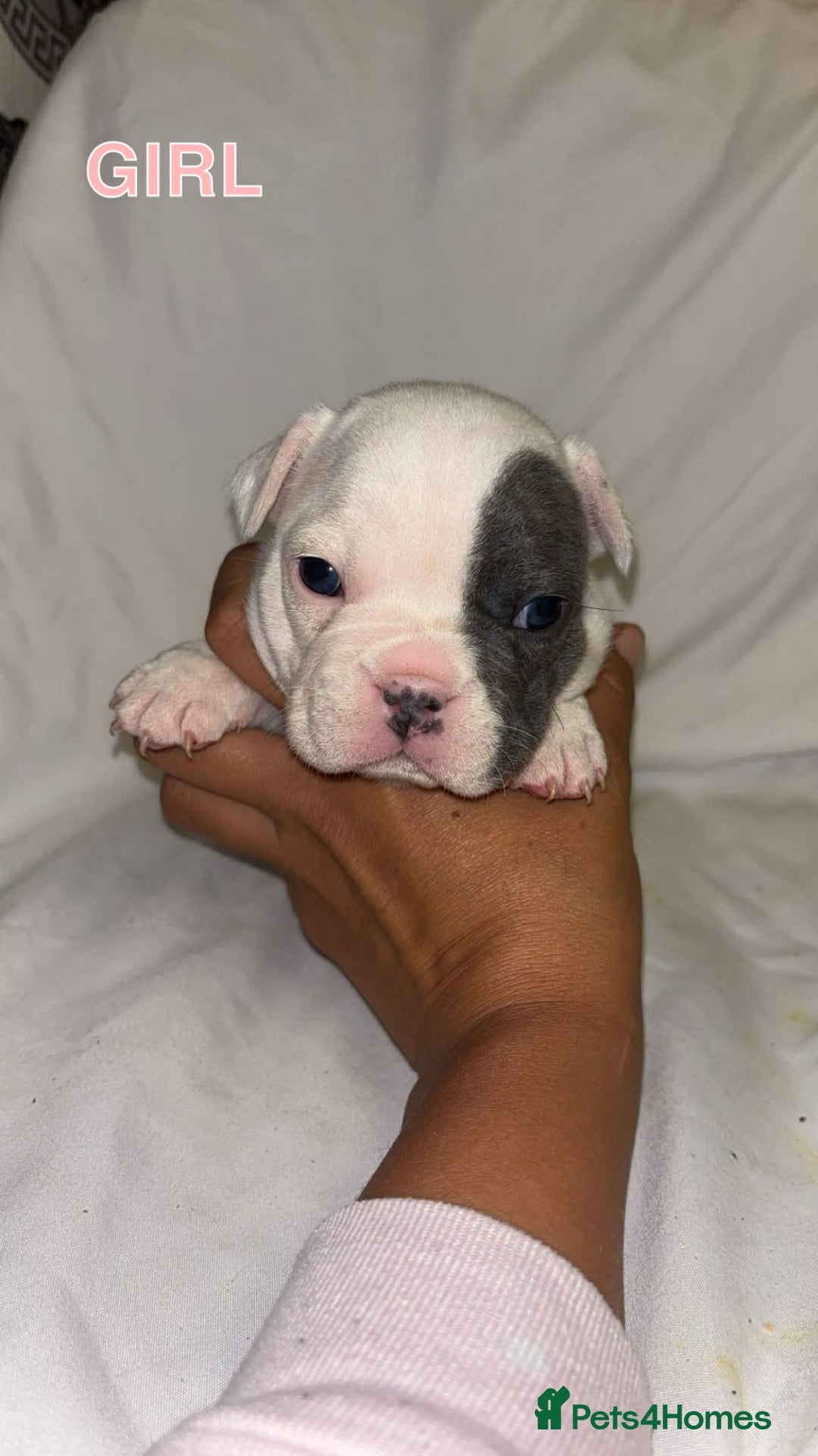 French Bulldog dogs for sale: French bullDog pups - Advert 9