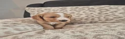 Cocker Spaniel dogs for sale: 2 cocker spaniel boy puppies  - Advert 11