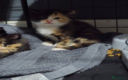 Mixed Breed cats for sale: 5 adorable kittens ready now  - Image 10