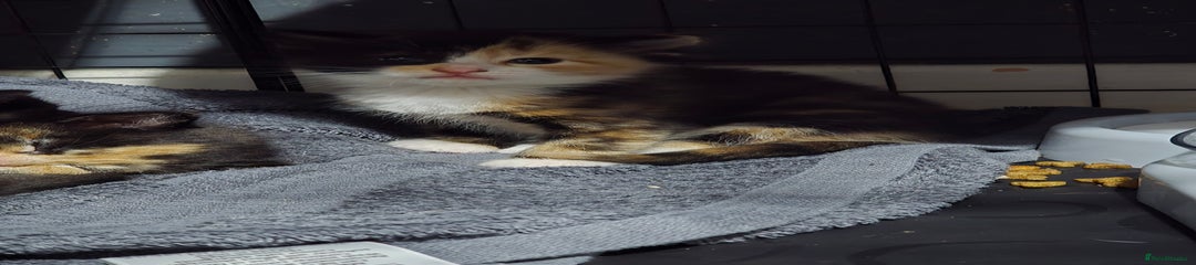 Mixed Breed Kitten 3