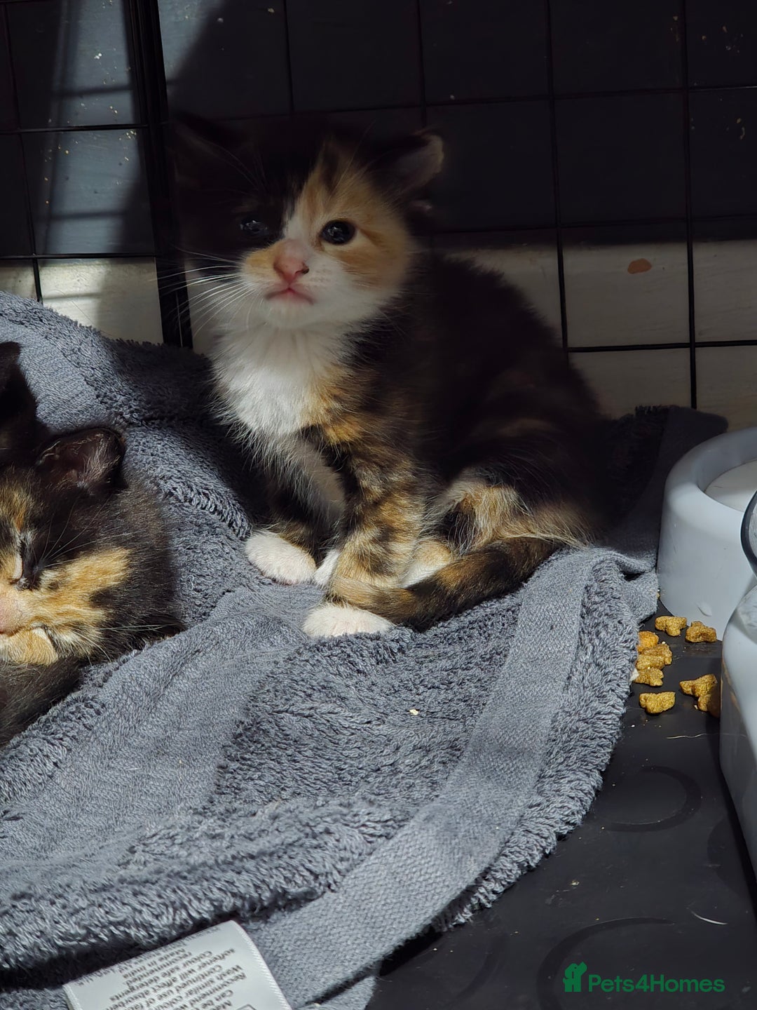 Mixed Breed cats for sale: 5 adorable kittens ready now  - Image 10