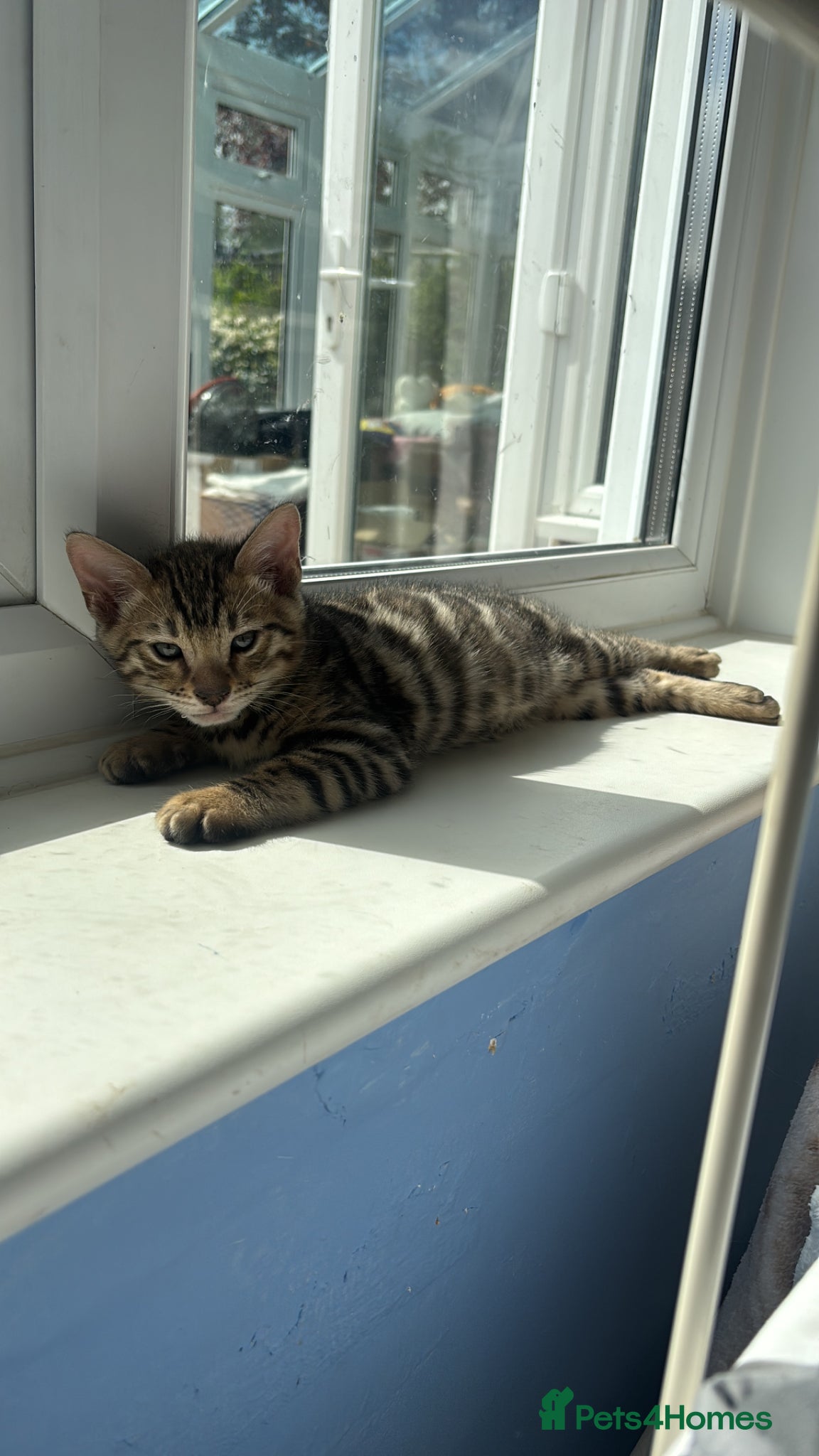 Bengal cats Stunning Purebred Bengal Kittens - Advert 2