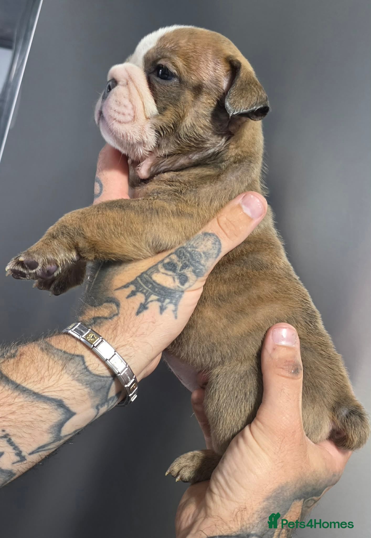 English Bulldog dogs English bulldog pups for sale  - Advert 4