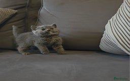 British Shorthair cats for sale: *READY NOW*Stunning bsh for sale (1 BOY 💙) - Image 11