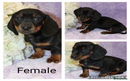 Miniature Dachshund dogs for sale: Kc registered miniature Dachshund puppies  - Image 7