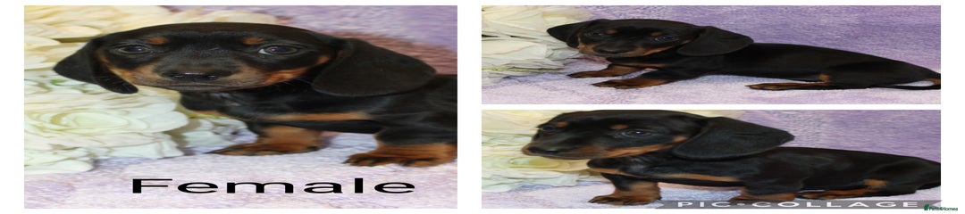 Miniature Dachshund Puppy 6