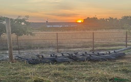 Guinea Fowl poultry for sale: Guinea Fowl for sale  - Image 2