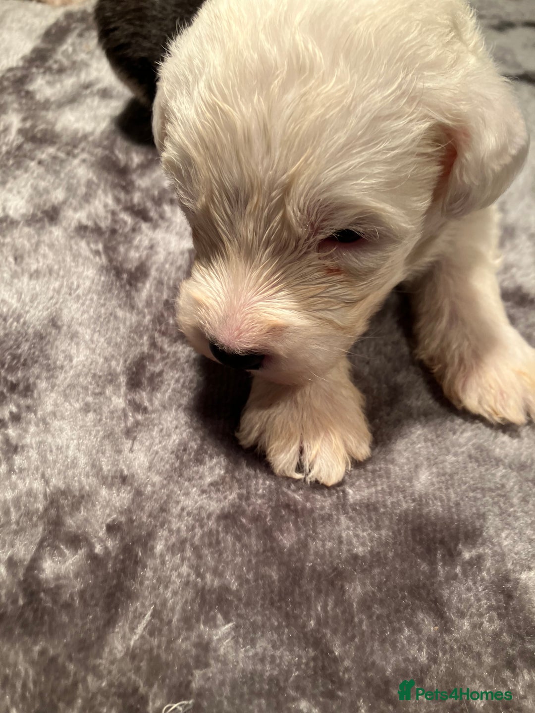 Old English Sheepdog dogs for sale: HEALTH TESTED OLD ENGLISH SHEEPDOG PUPPIES  - Advert 23