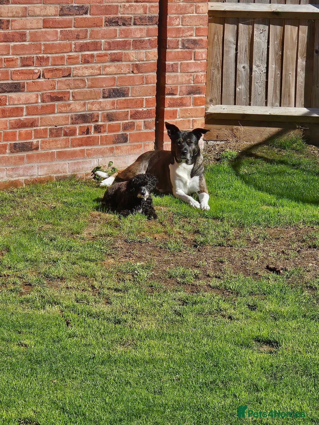 Mixed Breed dogs for sale: 🐾 Akita X Mastiff (Female, 7 Years Old, Spayed) - Image 1