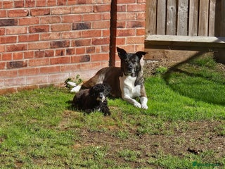 Mixed Breed dogs - Advert 4