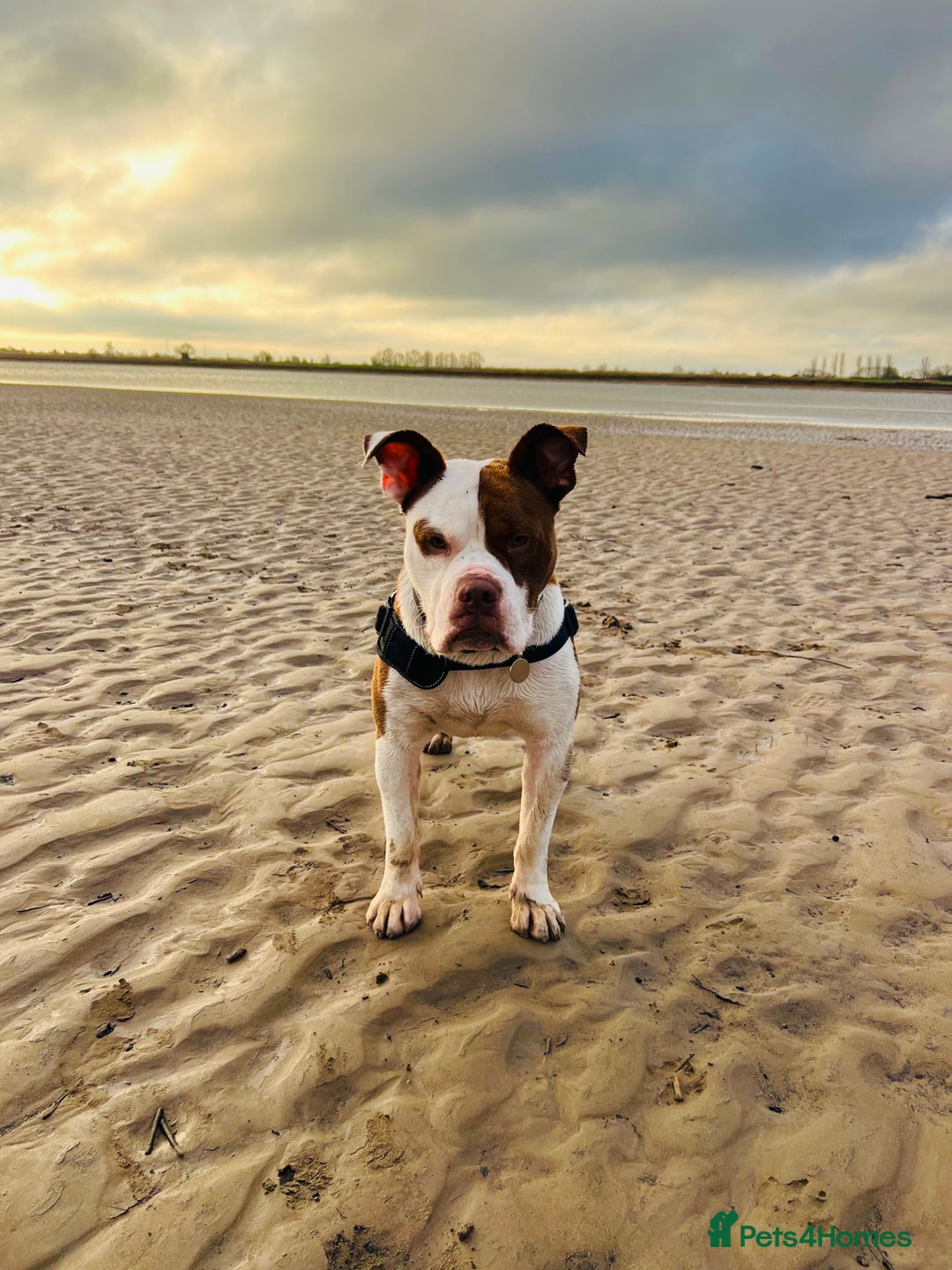 Dorset Olde Tyme Bulldogge dogs for sale: Reggie, looking for a loving family environment - Advert 3