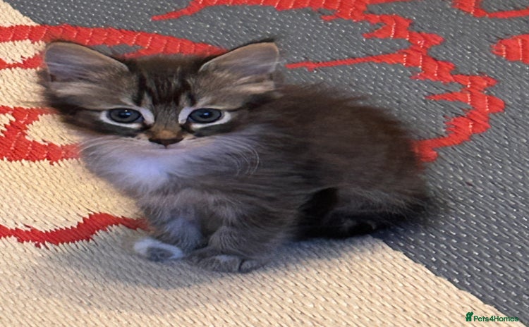 Perdoll cats - Advert 1