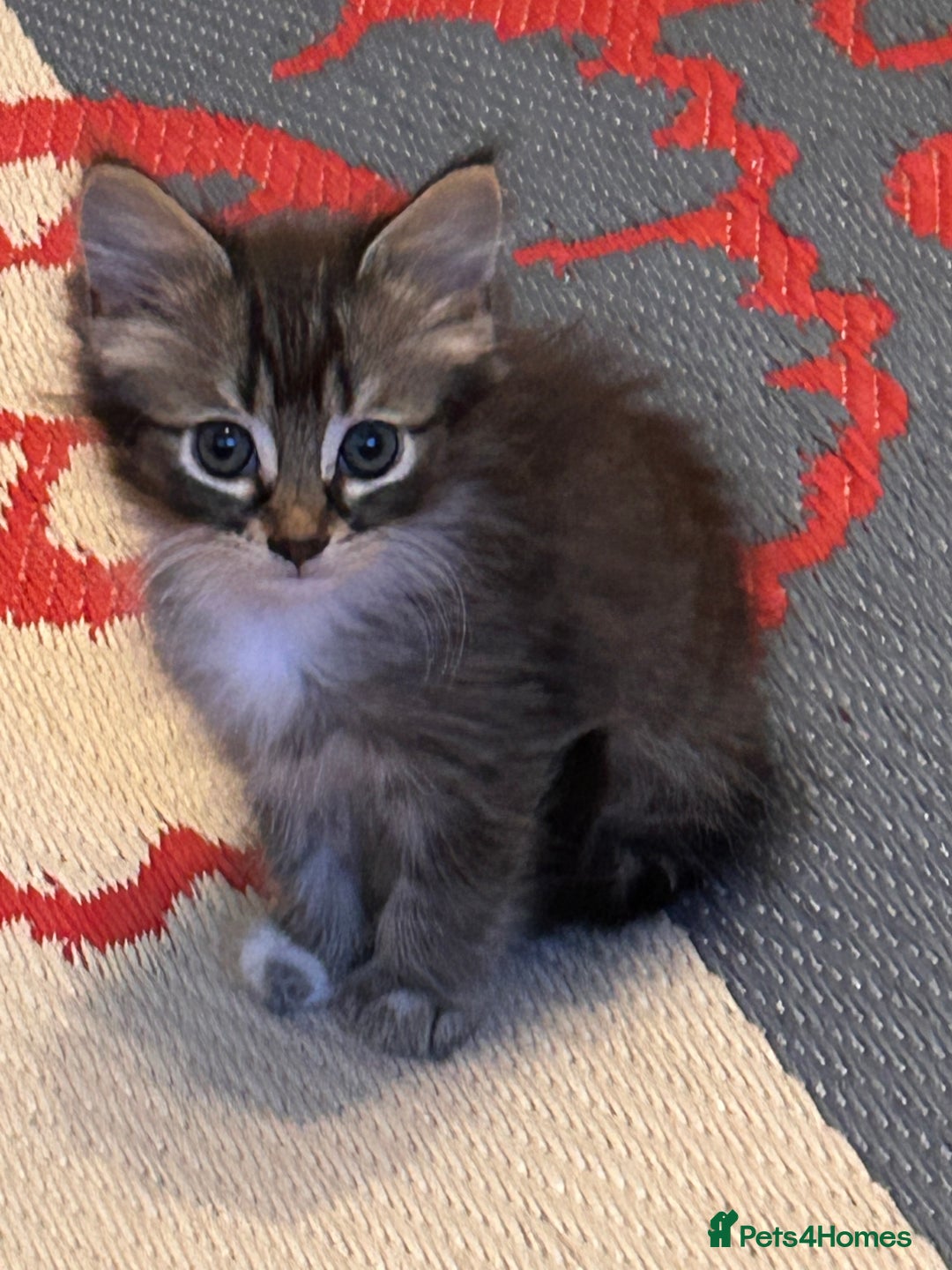 Perdoll cats for sale: Ragdoll  cross kitten (one available )😻 - Image 1