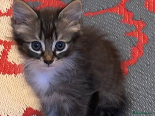 Perdoll cats - Advert 2