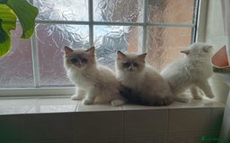 Ragdoll cats for sale: Purebred ragdoll kittens  - Image 3