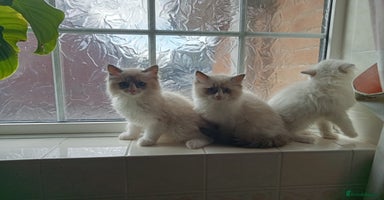 Ragdoll cats - Advert 15