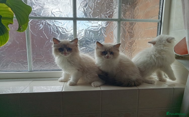 Ragdoll cats - Advert 1