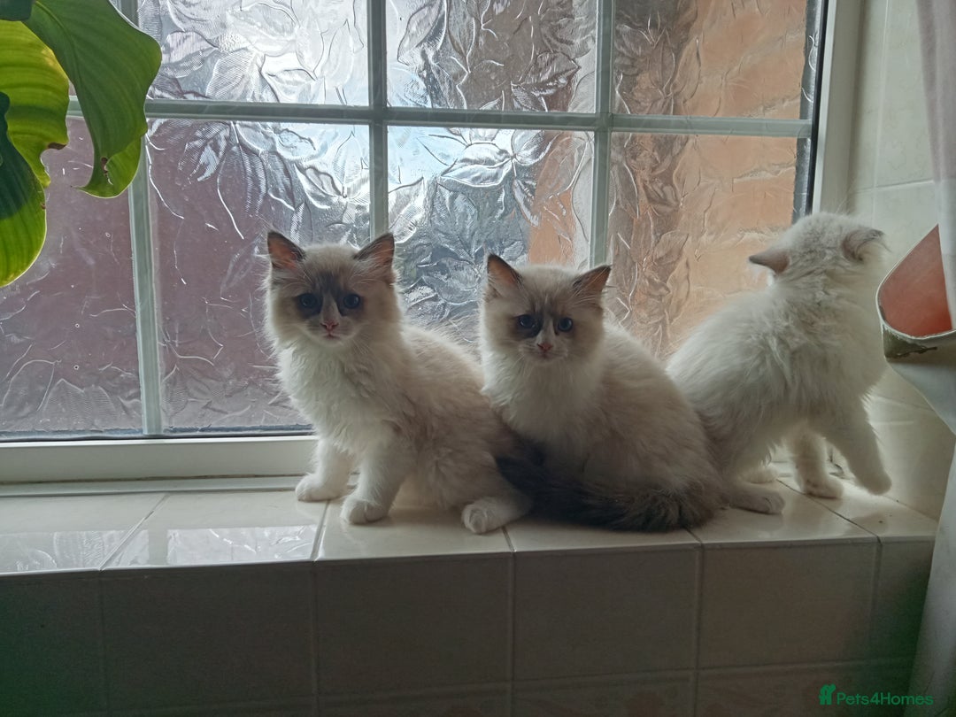 Ragdoll cats for sale: Purebred ragdoll kittens  - Image 3