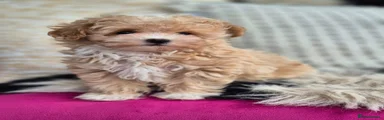 Maltipoo 2