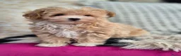 Maltipoo dogs for sale: Amazing Tiny Korean Maltipoo Puppies.  - Advert 27
