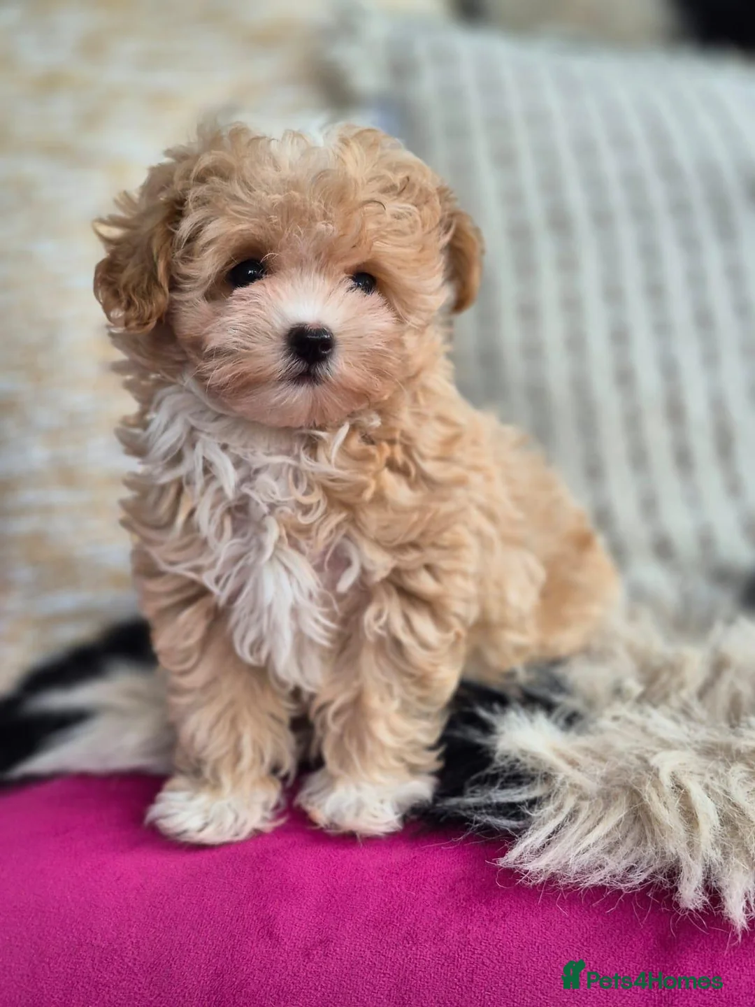 Maltipoo dogs for sale: Amazing Tiny Korean Maltipoo Puppies.  - Advert 27
