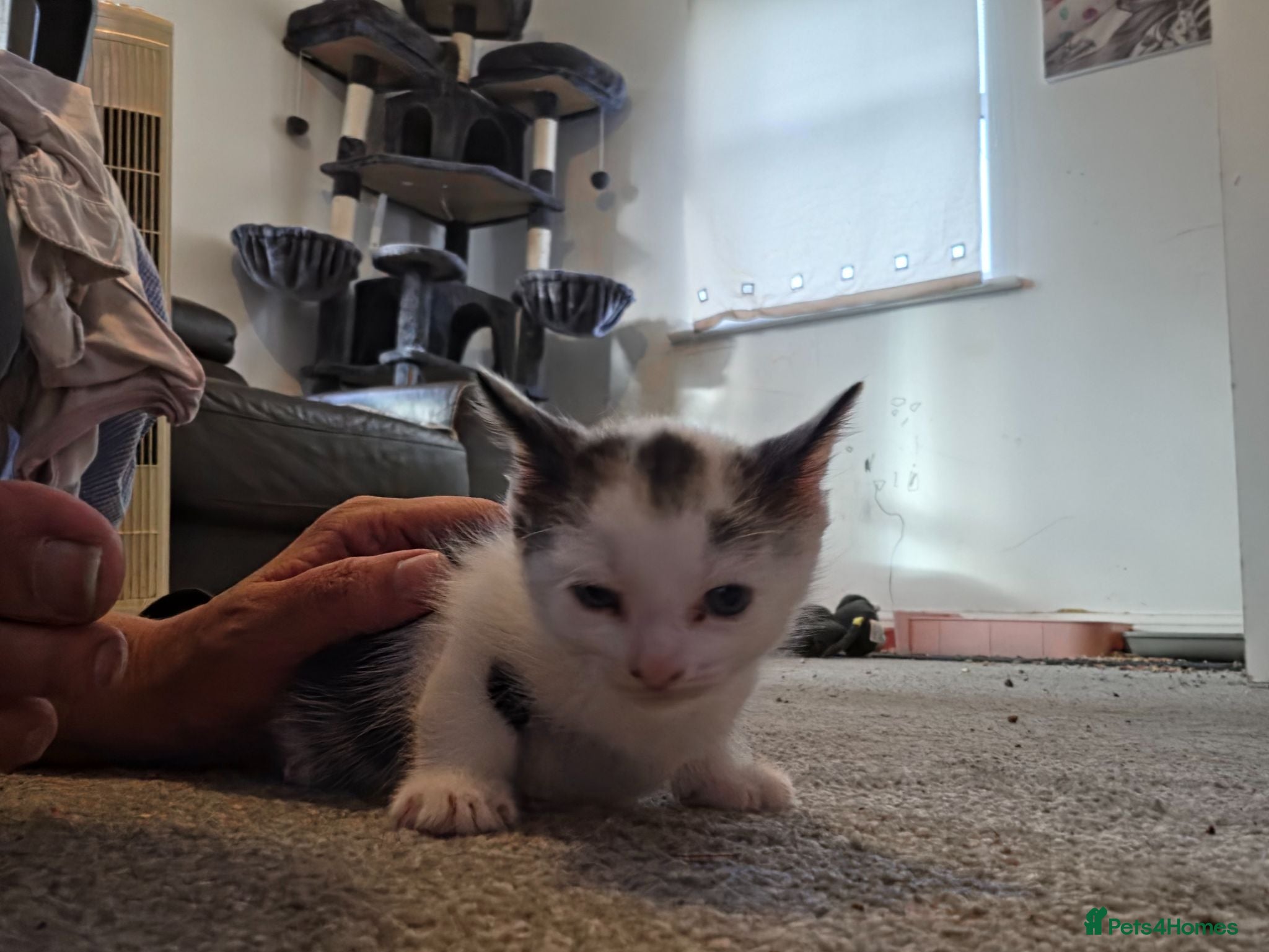 Mixed Breed cats Beautiful kittens - Advert 1