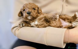 Cockapoo dogs for sale: GENUINE F1B COCKAPOO PUPPIES  - Image 36
