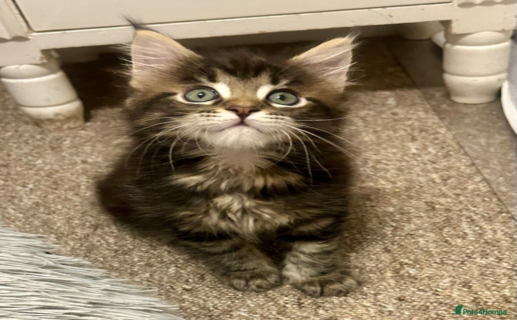 Maine Coon cats - Advert 3