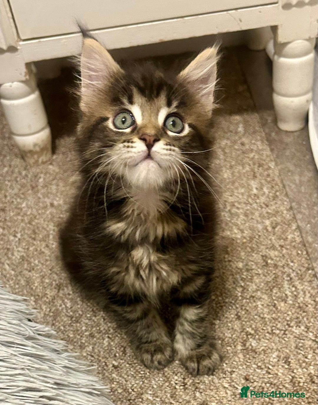 Maine Coon cats for sale: GCCF reg Maine Coon Kittens Stunning Tabby litter - Image 1