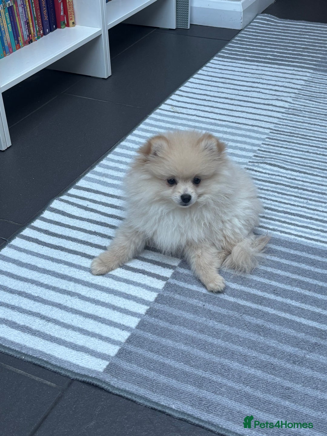 Pomeranian dogs for sale: Pomeranian male pups ready to go  - Advert 6