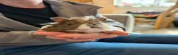 Guinea Pig rodents for sale: Baby Guinea Pigs - Advert 4