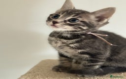 Bengal cats for sale: bengal cross kittens  - Image 4