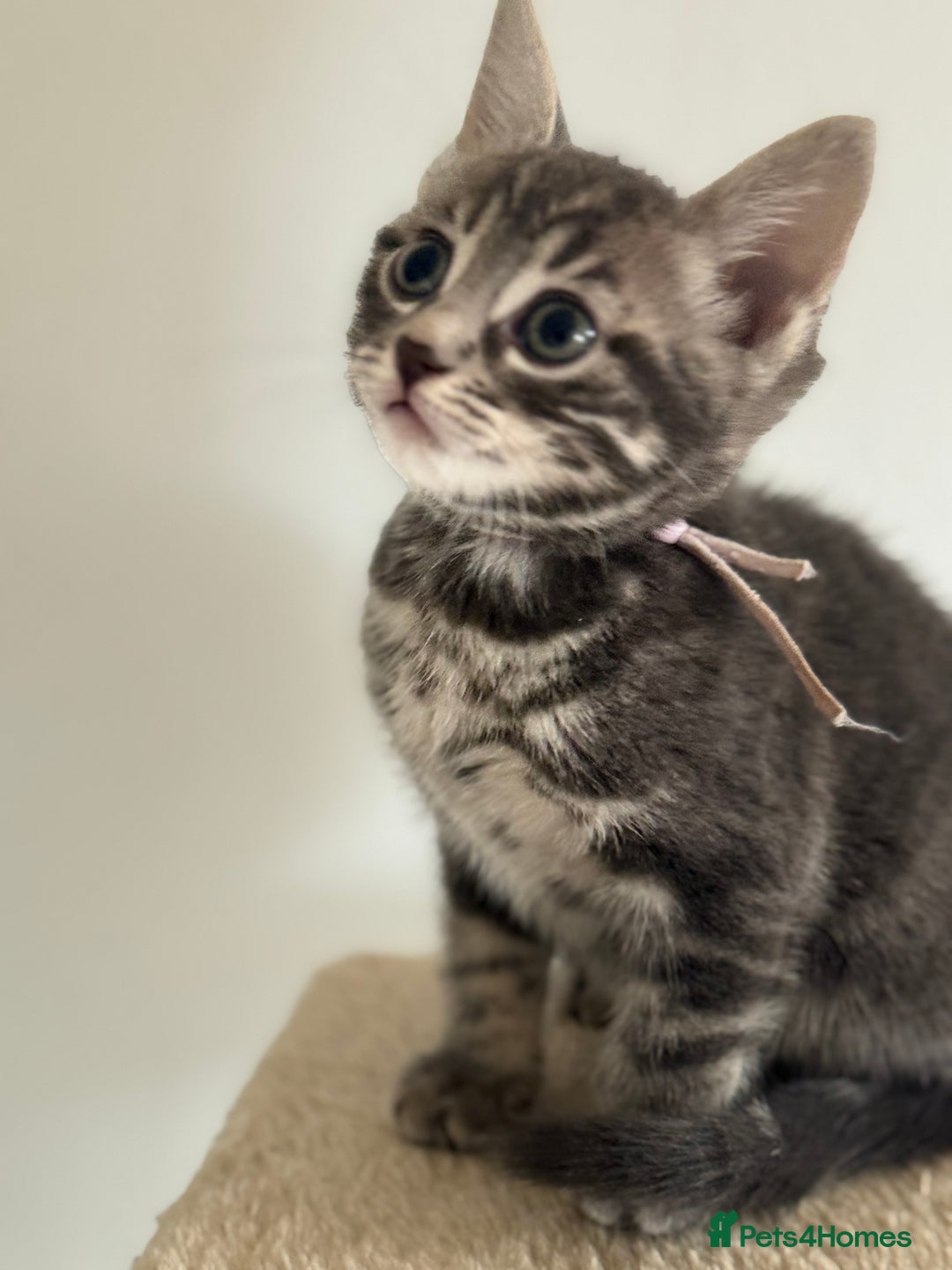 Bengal cats for sale: bengal cross kittens  - Image 4