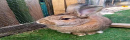 Continental Giant rabbits for sale: Male continental giant - Advert 2